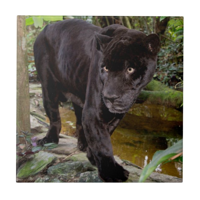Carreau En Céramique Zoo de Belize City. Panthère noire (Devant)