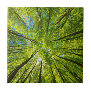 Carreau En regardant à travers les feuilles d'arbres verts