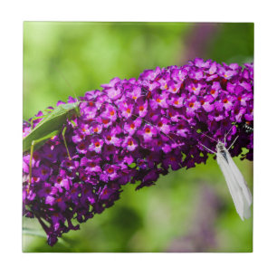 Carreau énergie katydone