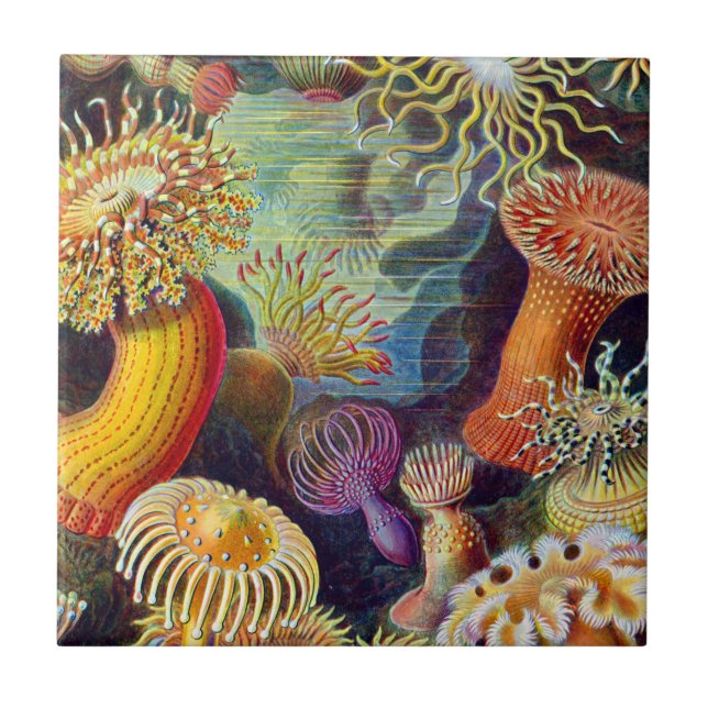 Carreau Ernst Haeckel Sea Anemones Marine : Actiniae (Devant)