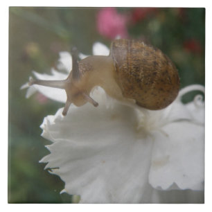 Carreau Escargot de Jardin et Œillet Blanc