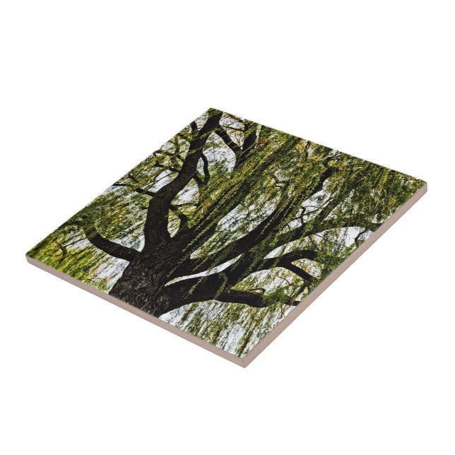 Carreau espoir du printemps muet (Côté)