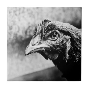 Carreau esprits et poulets