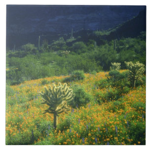 Carreau États-Unis, Arizona, Parc national de l'Organ Pipe
