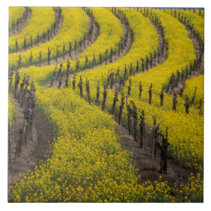Carreau États-Unis, Californie, Napa Valley, Los Carneros
