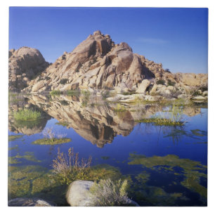 Carreau États-Unis, Californie, Parc national de Joshua Tr