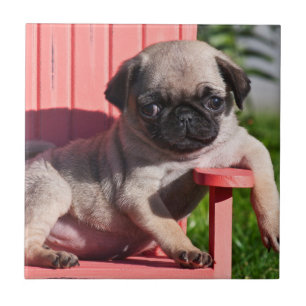 Carreau États-Unis, Californie. Pug chiot avachi