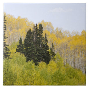Carreau États-Unis, Colorado, Gunnison National Forest, l