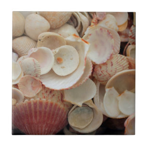 Carreau États-Unis, Floride. Gros plan de coquillages sur