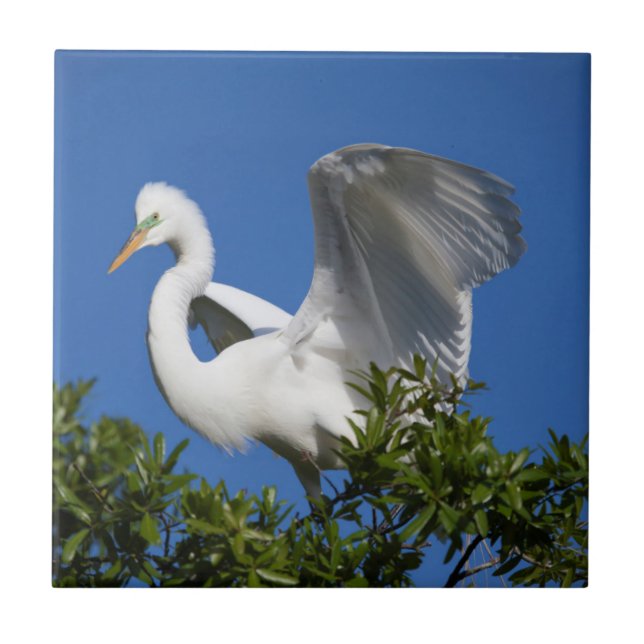 Carreau États-Unis, Floride, Saint-Augustine, Egret (Devant)