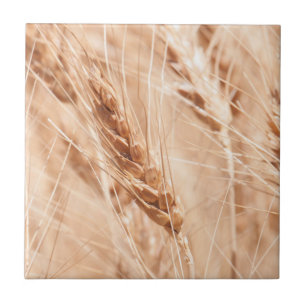 Carreau États-Unis, Kansas, Blé à la récolte