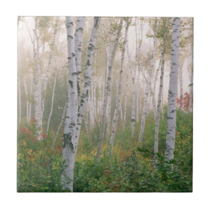 Carreau États-Unis, New Hampshire. Les bouleaux dans le br