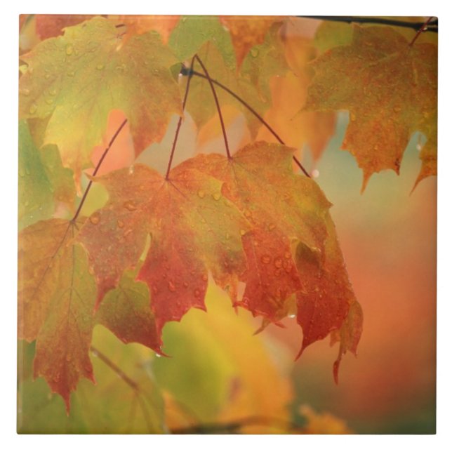 Carreau États-Unis, Nord-Est, Feuilles d'érable en pluie.  (Devant)