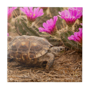 Carreau États-Unis, Texas, comté de Hidalgo. Tortue