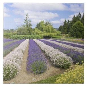 Carreau États-Unis, WA, Sequim, Purple Haze Lavender Farm