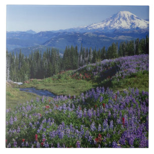 Carreau États-Unis, Washington Mt. Adams Wilderness, prair