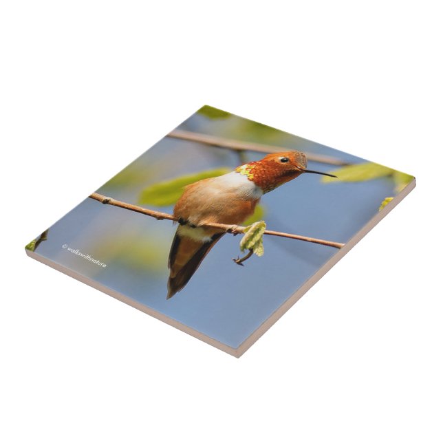 Carreau Étonnant colibri roux au soleil (Côté)