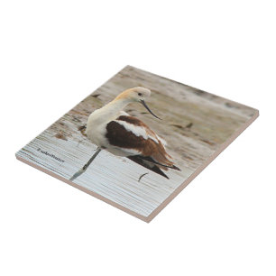 Carreau Étonnant oiseau à pattes à la plage américain Avoc