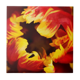 Carreau Europe, Pays-Bas, Lisse. Tulipe perroquet