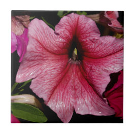 Carreau Explosion Florale