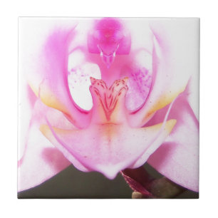 Carreau extrême haut de l'intérieur d'une fleur d'orchid