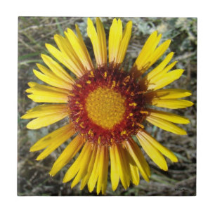 Carreau F1 Gaillardia fleur sauvage jaune