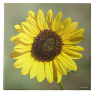 Carreau F47 Tournesol annuel commun des Fleurs sauvages ja