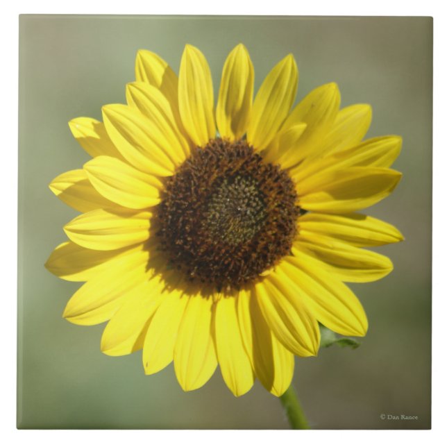 Carreau F47 Tournesol annuel commun des Fleurs sauvages ja (Devant)
