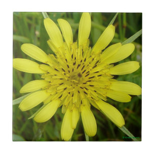 Carreau F9 Barbe de chèvres Fleurs sauvages jaunes
