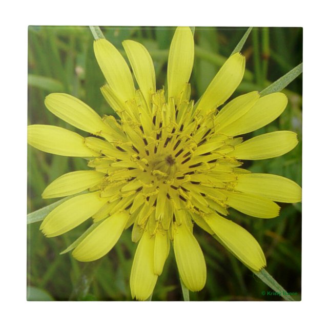 Carreau F9 Barbe de chèvres Fleurs sauvages jaunes (Devant)