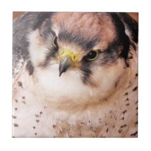 CARREAU FALCON