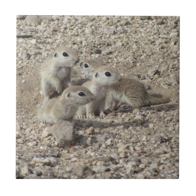 Carreau Famille Rond-coupée la queue par bébé d'écureuil (Devant)