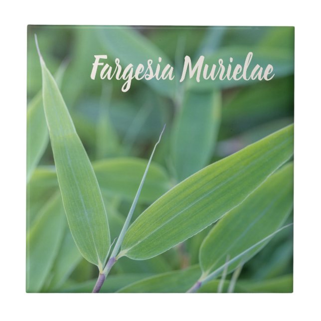 Carreau Fargesia murielae Bamboo plante pour jardiniers ca (Devant)
