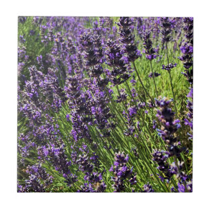 Carreau Ferme de Lavender
