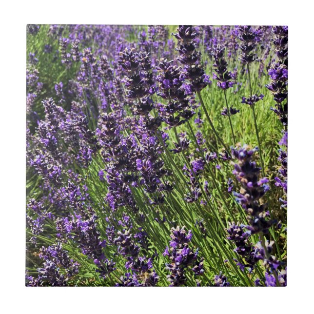 Carreau Ferme de Lavender (Devant)