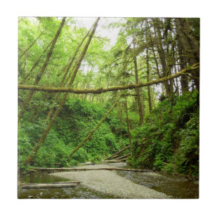 Carreau Fern Canyon I au Redwood National Park
