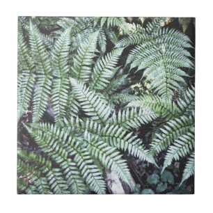 Carreau Fern Tropical Green Feuille Plante Forêt forestier