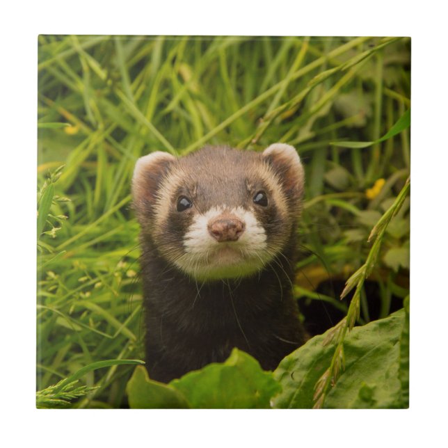 Carreau Ferret Brown mignon dans l'herbe photo (Devant)