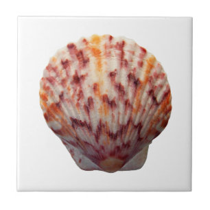 Carreau Feston Shell de calicot