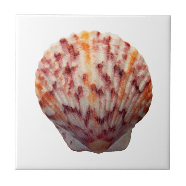 Carreau Feston Shell de calicot (Devant)