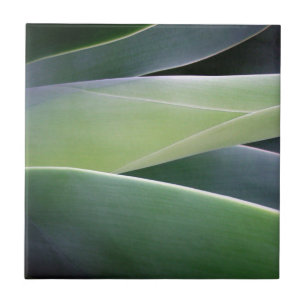 Carreau Feuille d'agave
