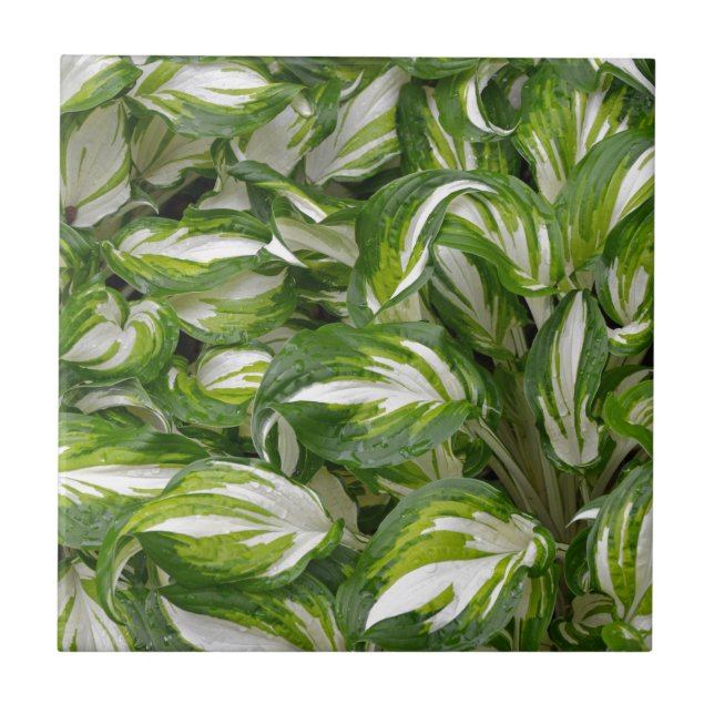 Carreau feuilles à rayures blanches et vertes (Devant)