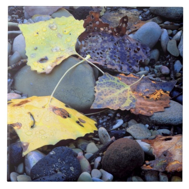 Carreau Feuilles de bois de chalet de Fremont sur la plain (Devant)