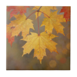 Carreau Feuilles de érable d'automne doré