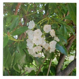Carreau Feuilles de White Mountain Laurel à Sundown