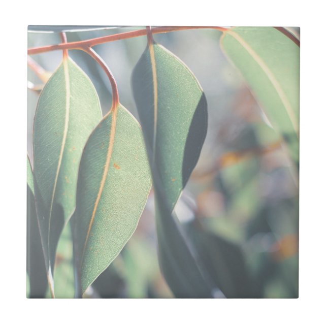 Carreau Feuilles d'Eucalyptus vert pâle (Devant)