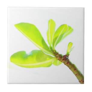 Carreau Feuilles verts Kudu Lily Nature