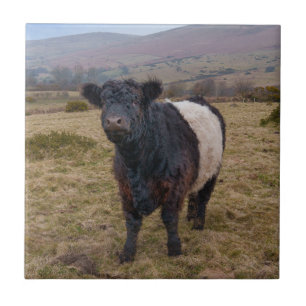 Carreau Fier debout de la ceinture Galloway sur Dartmoor F
