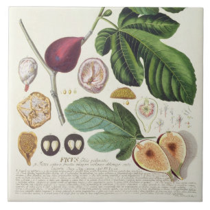 Carreau Figue, gravée par 1704-67) plats de Johann Jakob