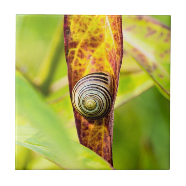 Carreau fixation calme (Devant)